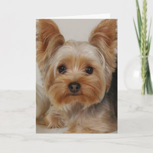Yorkshire Terrier Kaart