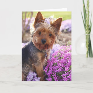 Yorkshire Terrier Kaart