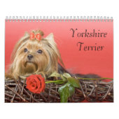 Yorkshire Terrier kalender (Hoes)