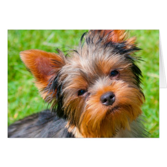 Yorkshire Terrier kijkt omhoog (Voorkant Horizontaal)