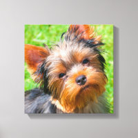 Yorkshire Terrier kijkt omhoog