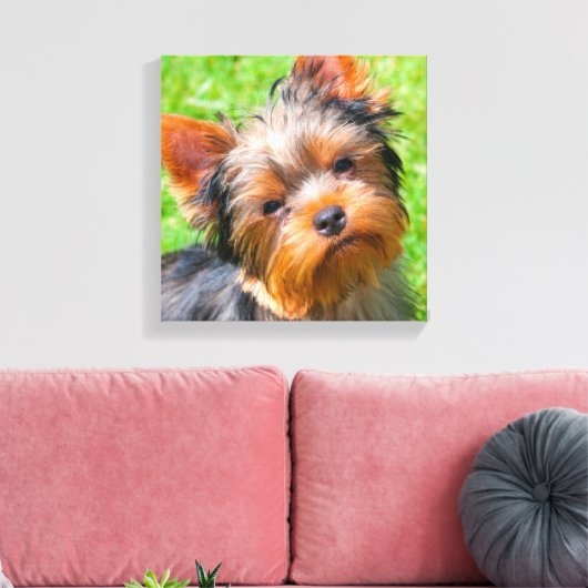 Yorkshire Terrier kijkt omhoog Canvas Afdruk (Insitu (Woonkamer))