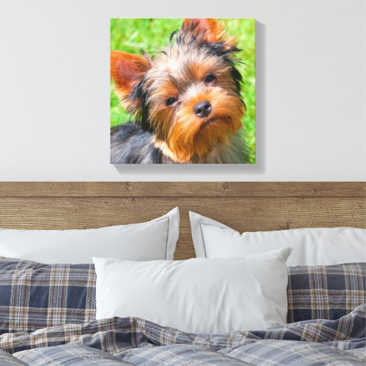 Yorkshire Terrier kijkt omhoog Canvas Afdruk (Insitu (Slaapkamer))