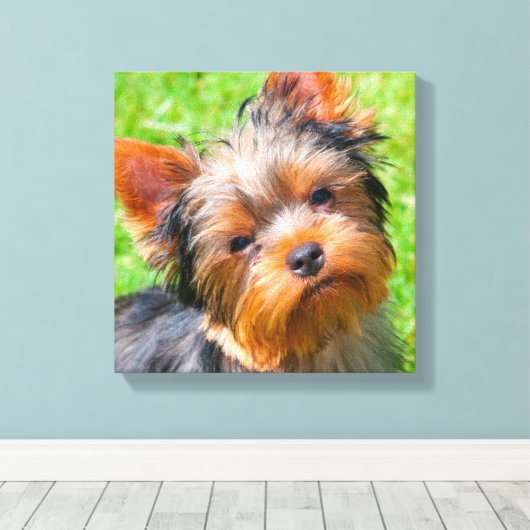 Yorkshire Terrier kijkt omhoog Canvas Afdruk (Insitu (Houten vloer))