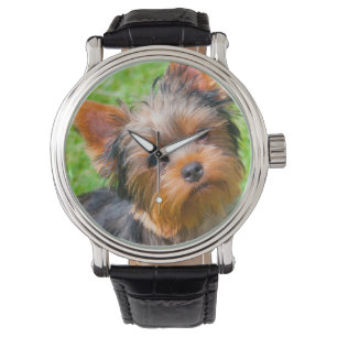 Yorkshire Terrier kijkt omhoog Horloge