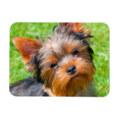 Yorkshire Terrier kijkt omhoog Magneet (Horizontaal)
