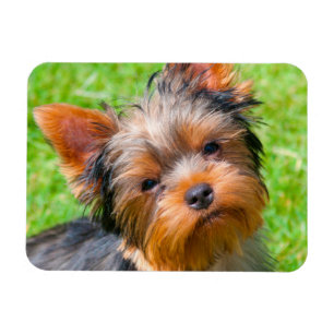 Yorkshire Terrier kijkt omhoog Magneet