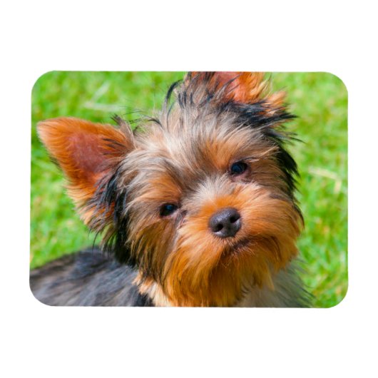 Yorkshire Terrier kijkt omhoog Magneet (Horizontaal)