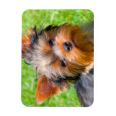 Yorkshire Terrier kijkt omhoog Magneet (Verticaal)