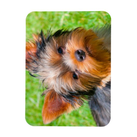 Yorkshire Terrier kijkt omhoog Magneet (Verticaal)