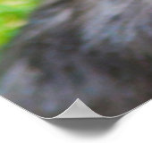 Yorkshire Terrier kijkt omhoog Poster (Hoek)