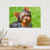 Yorkshire Terrier kijkt omhoog Poster (Keuken)