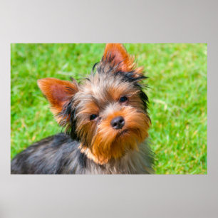 Yorkshire Terrier kijkt omhoog Poster