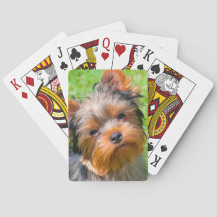 Yorkshire Terrier kijkt omhoog Speelkaarten