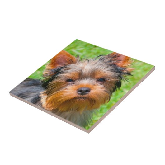 Yorkshire Terrier kijkt omhoog Tegeltje (Zijkant)