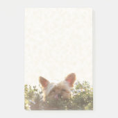 Yorkshire Terrier Laying in Sun licking lips Post-it® Notes (Voorkant)