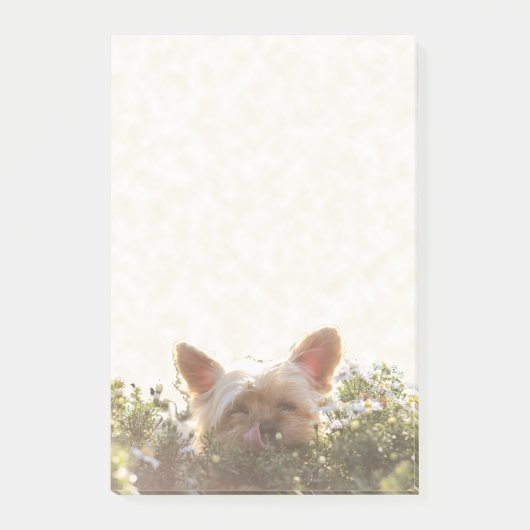 Yorkshire Terrier Laying in Sun licking lips Post-it® Notes (Voorkant)