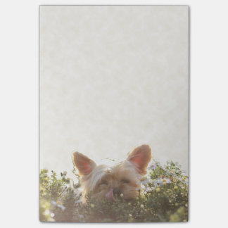 Yorkshire Terrier Laying in Sun licking lips Post-it® Notes