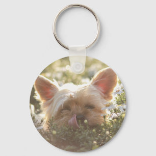 Yorkshire Terrier Laying in Sun licking lips Sleutelhanger