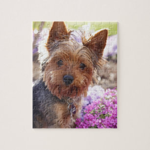 Yorkshire Terrier Legpuzzel