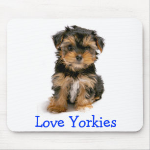 Yorkshire Terrier Liefde Yorkies Puppy Hond Muisma Muismat