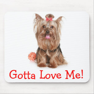 Yorkshire Terrier Liefde Yorkies Puppy Hond Muisma Muismat