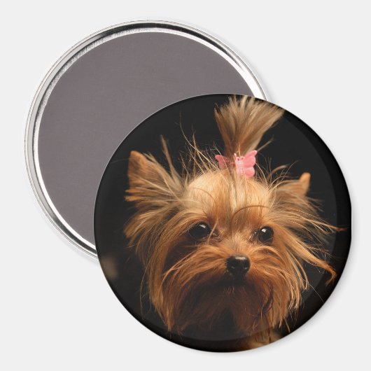 Yorkshire Terrier magneet (Voorkant / Achterkant)