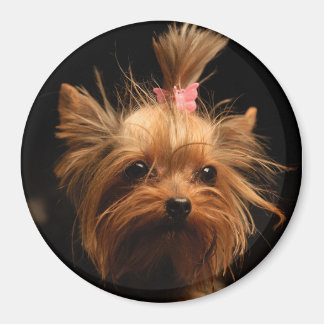 Yorkshire Terrier magneet