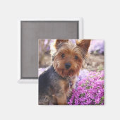 Yorkshire Terrier Magneet (Voorkant / Achterkant)
