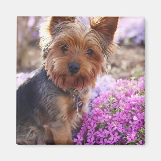 Yorkshire Terrier Magneet (Voorkant)
