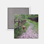 Yorkshire Terrier magneet (Voorkant / Achterkant)