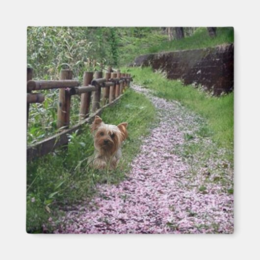 Yorkshire Terrier magneet (Voorkant)