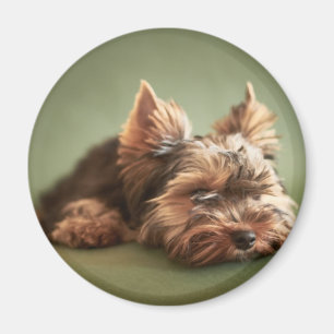 Yorkshire Terrier Magneet