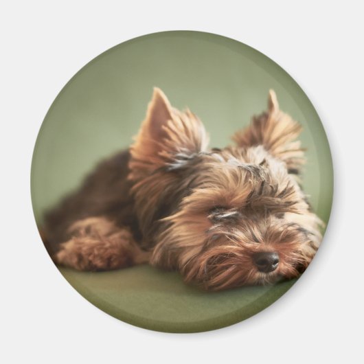 Yorkshire Terrier Magneet (Voorkant)
