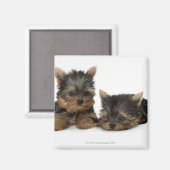 Yorkshire Terrier Magneet (Voorkant / Achterkant)