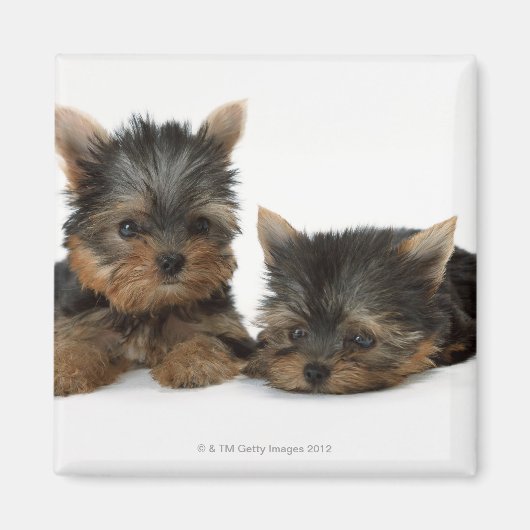 Yorkshire Terrier Magneet (Voorkant)