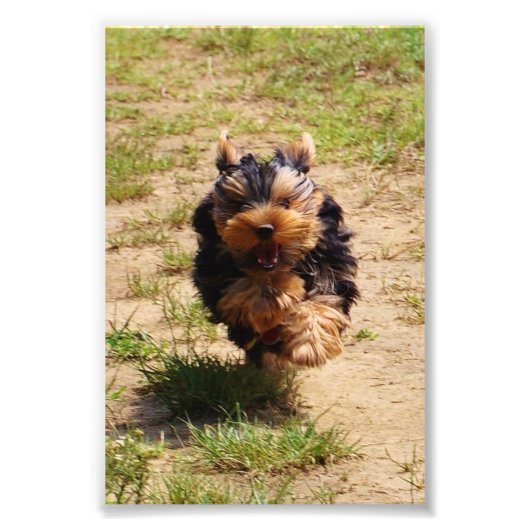 Yorkshire Terrier met foto Foto Afdruk (Voorkant)