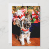 Yorkshire Terrier met kerstmis Feestdagenkaart (Voorkant)