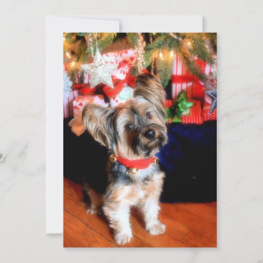 Yorkshire Terrier met kerstmis Feestdagenkaart (Voorkant)