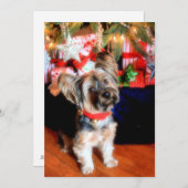 Yorkshire Terrier met kerstmis Feestdagenkaart (Voorkant / Achterkant)