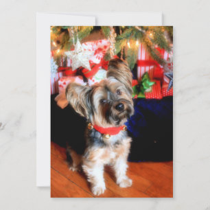 Yorkshire Terrier met kerstmis Feestdagenkaart