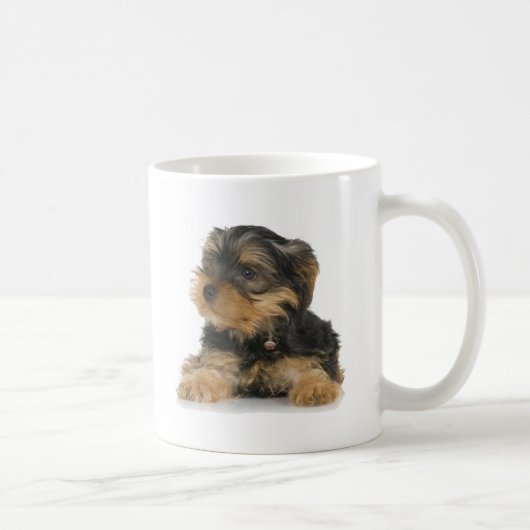 Yorkshire Terrier Mok (Rechts)