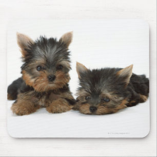 Yorkshire Terrier Muismat