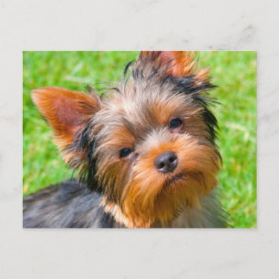 Yorkshire Terrier omhoog kijkend Briefkaart