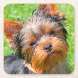 Yorkshire Terrier omhoog kijkend Kartonnen Onderzetters