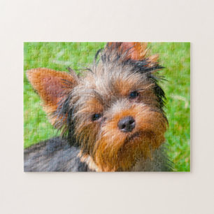 Yorkshire Terrier omhoog kijkend Legpuzzel