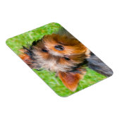 Yorkshire Terrier omhoog kijkend Magneet (Rechterzijde)