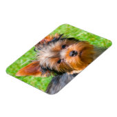 Yorkshire Terrier omhoog kijkend Magneet (Linkerzijde)