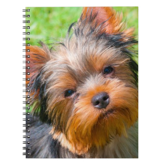Yorkshire Terrier omhoog kijkend Notitieboek (Voorkant)
