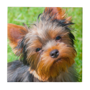 Yorkshire Terrier omhoog kijkend Tegeltje